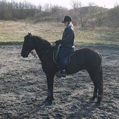 Traver Zeb Trotting 