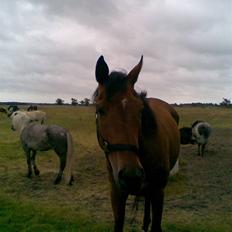 Fuldblod (XX) Gaius --Død 08.02.2008--