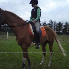 Anden særlig race Shadow "solgt"