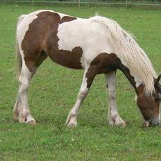 Irish Cob Frydendal's Liothlaith