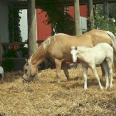 Palomino Lysgaards Manon