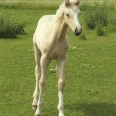 Palomino Lysgaards Manon