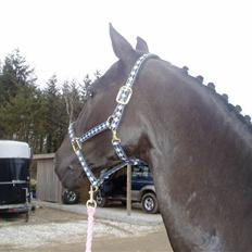 Dansk Varmblod Vicky DS