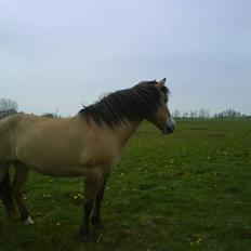 Anden særlig race Flicka - solgt.