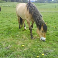 Anden særlig race Flicka - solgt.