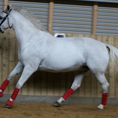 Anden særlig race Kinggårdens Duchess