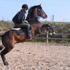 DSP Apollo (Gjøll's Jeff)