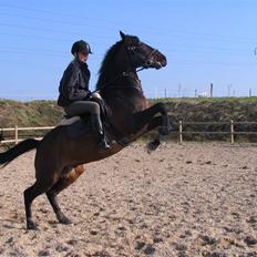 DSP Apollo (Gjøll's Jeff)