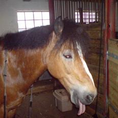 Anden særlig race Prins <3