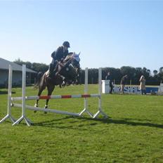 Anden særlig race  TSP/ Araber: Astrid RIP