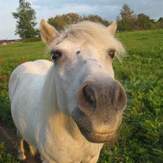 Shetlænder Buller