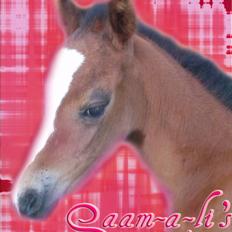 Anden særlig race Saam-a-li's surprise*DØD*