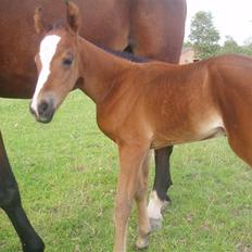 Anden særlig race Saam-a-li's surprise*DØD*