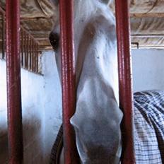 Anden særlig race Dojan Silver