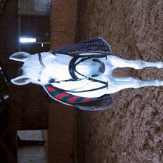 Anden særlig race Dojan Silver