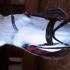 Anden særlig race Dojan Silver