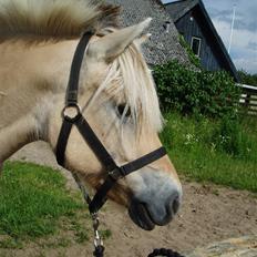 Fjordhest l Dina Halsnæs *R.I.P*