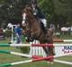 Welsh Cob (sec D) Brynithon Brenhinol Magic