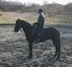Traver Zeb Trotting 
