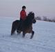 Islænder Laki fra Hodsager - Solgt