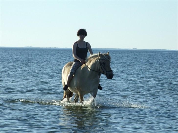 Fjordhest Bjarke Sax - På stranden ! :D d. 27/7-08 Foto: Krille/ Christina Evers billede 3