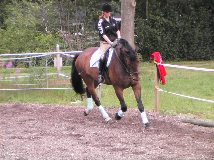 Holstener Lexington billede 16