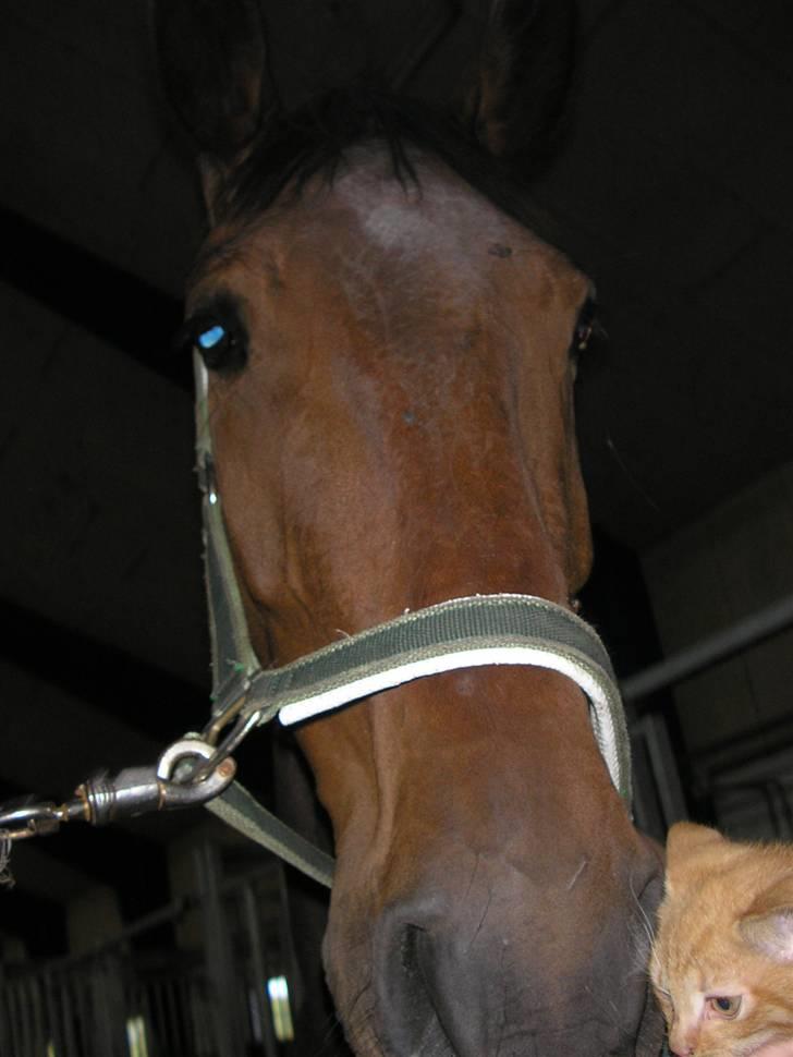 Holstener Lexington - Lex og radiobilen (killingen..) :D billede 17