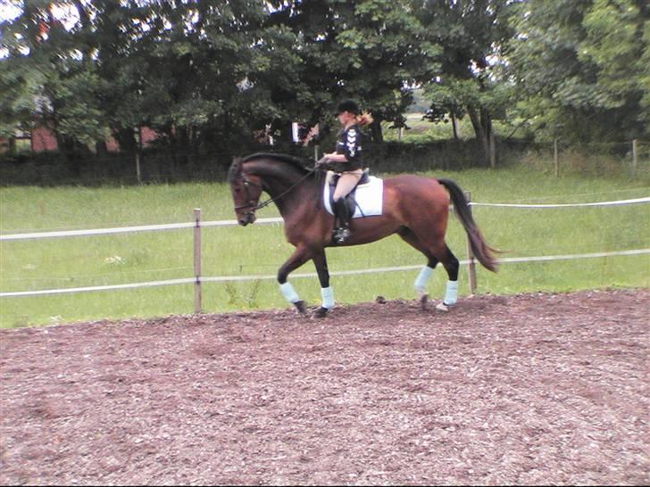 Holstener Lexington billede 18