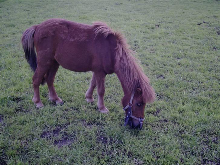 Shetlænder Lillegaard's Fugy billede 20