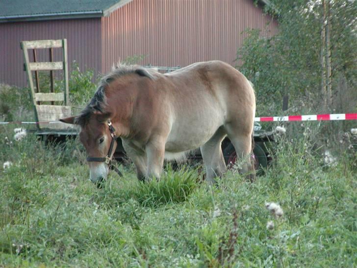 Belgier Anya af Søbjerg (død) - Omkring 1 år her... Kors hvor er plage egentlig grimme... billede 4