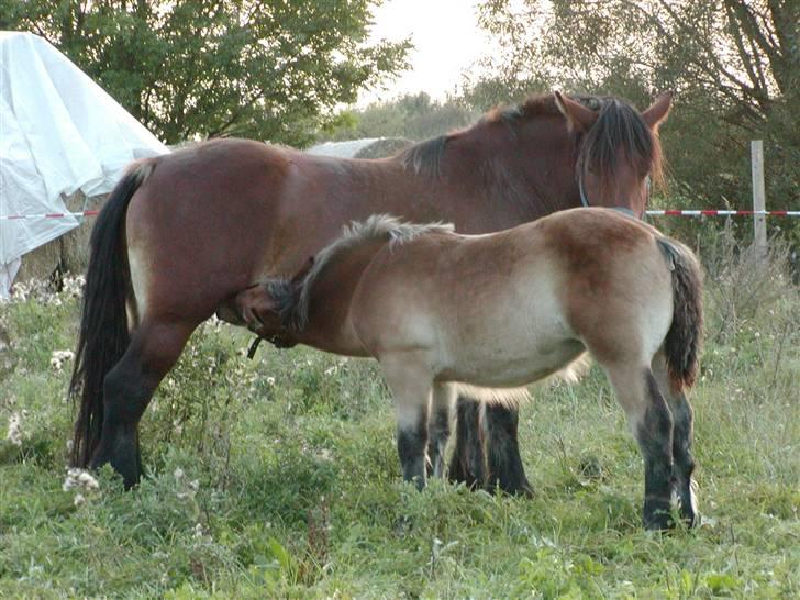 Belgier Anya af Søbjerg (død) - Fedt med en omvandrende mælkebar.. billede 5