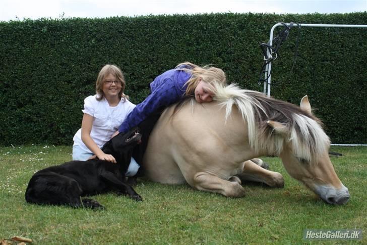 Fjordhest Sofie - Smukke Sofie, mig, Simba og Laura billede 2