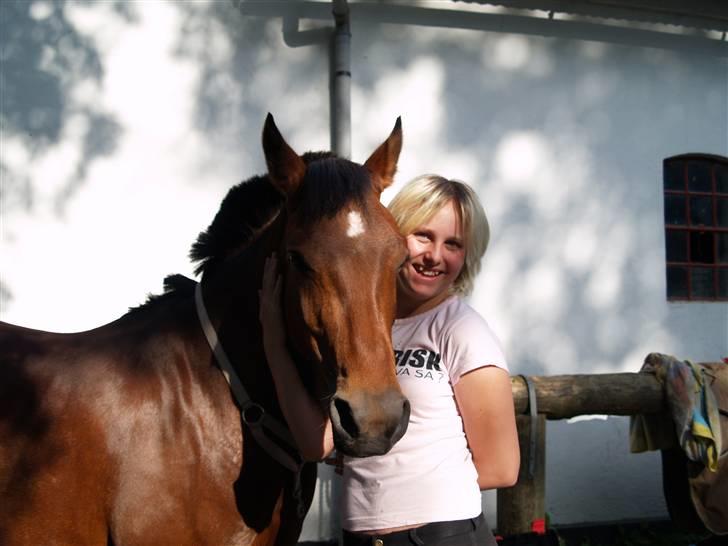 Hollandsk Sportspony BillaBong DK  - Velkommen til Billa´s profil fotograf: Mette vilsøe billede 1