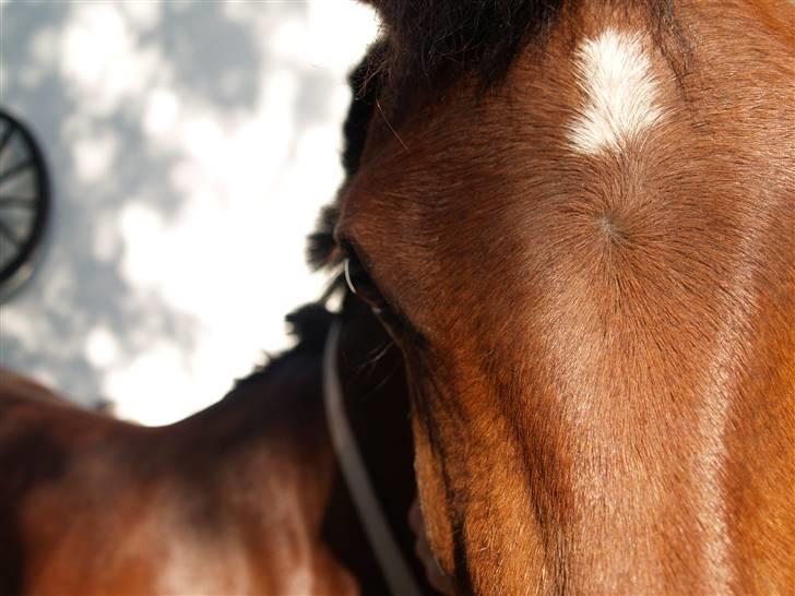 Hollandsk Sportspony BillaBong DK  - Billa <3 fotograf: mig Camilla Mosgaard billede 2