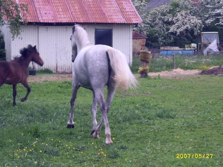 Lipizzaner Lipi/ Solgt - Lipi kan godt lide at jagte de andre billede 5