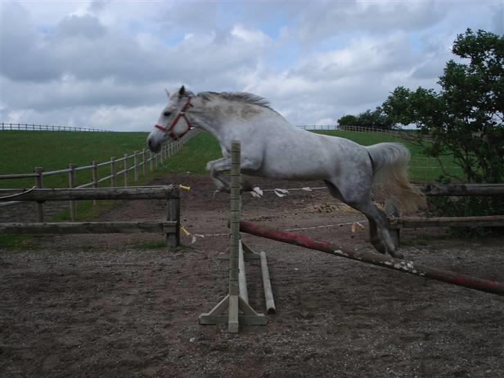 Pinto Bianca - Aflivet :'( - Se hvor sej jeg er :) billede 12