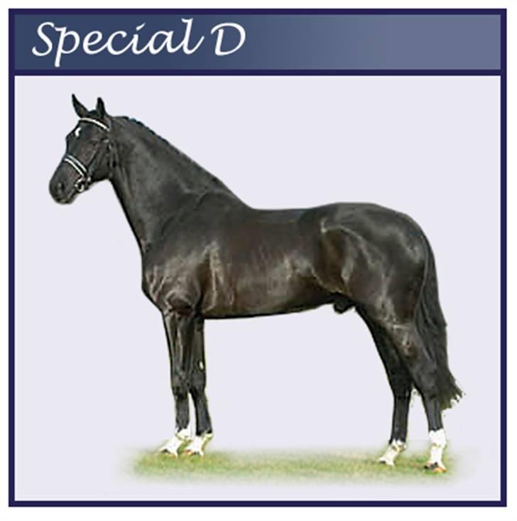 Hollandsk Varmblod Zoran - Zoran´s far ( Special D ) billede 3