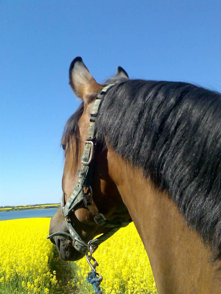 Holstener Dyval [12/3-03 -- 5/7-11] - Min smukke Dyval, foråret 2008.  billede 1