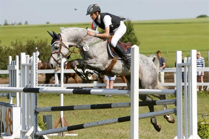 Sportsaraber (A) Simba - Her ses vi til Landsstævne i Silkeborg sportsrideklub...... i en MA billede 1