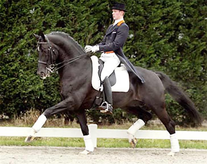 Hollandsk Varmblod Zoran - Special D ( Zoran´s far ) billede 4