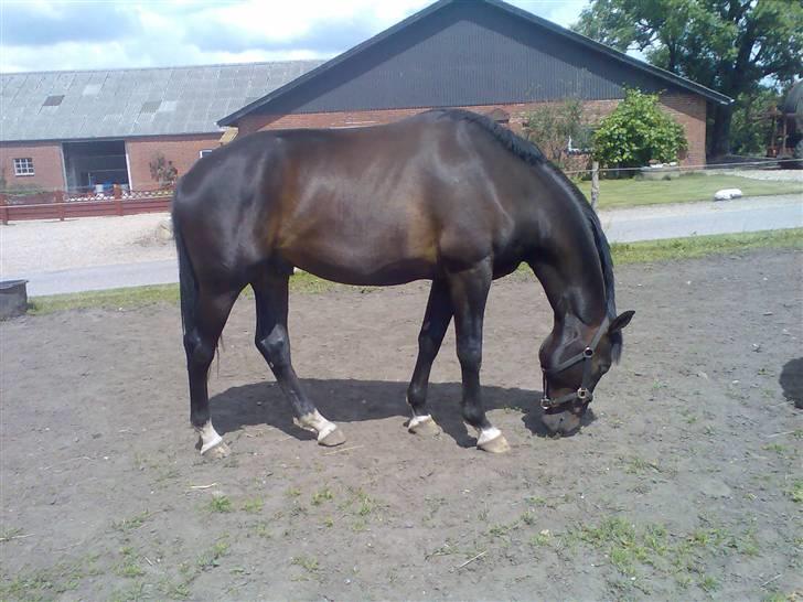 Hollandsk Varmblod Zoran - På fold ... billede 5