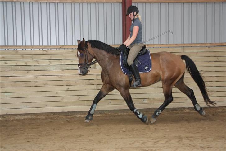 Holstener Dyval [12/3-03 -- 5/7-11] - Træning d. 31-08-09 billede 2