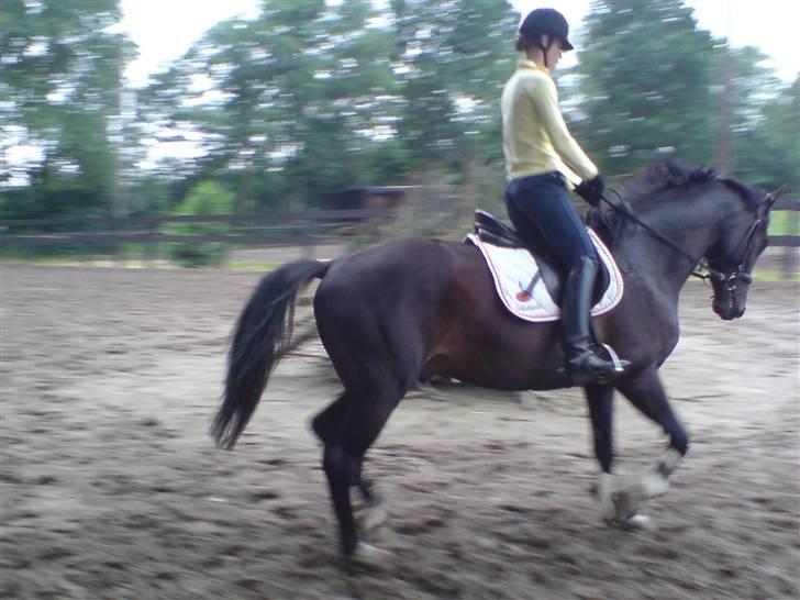 Hollandsk Varmblod Zoran - Zoran med rytter .. billede 6