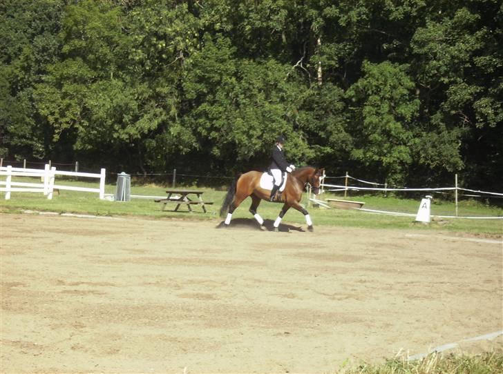 Holstener Dyval [12/3-03 -- 5/7-11] - stævne i augr. d. 3.8.08 Lc1 billede 3