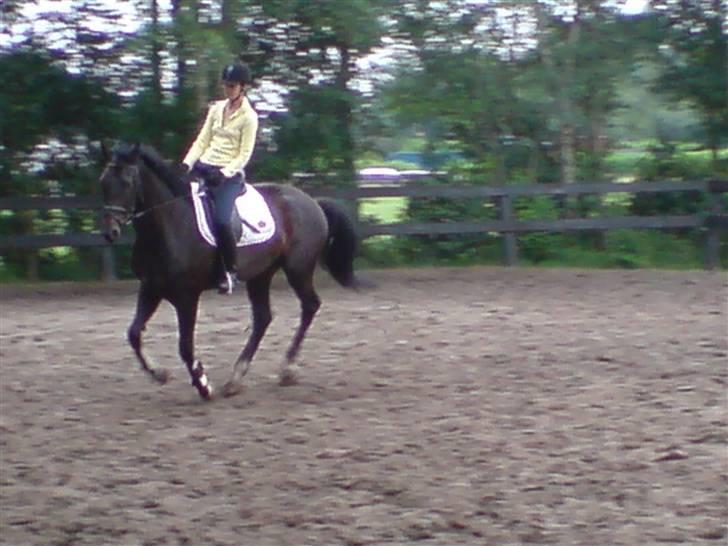 Hollandsk Varmblod Zoran - Zoran i gallop .. billede 7