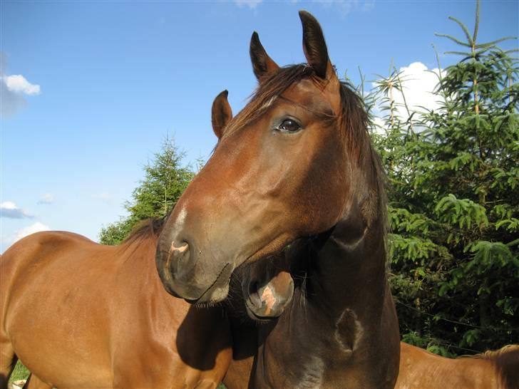 Anden særlig race Charlie  - Juli 2007 billede 4
