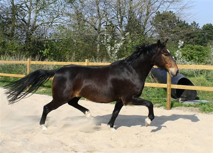 Anden særlig race Charlie  - 29/4-2009 - Billedet er taget af Mona fra Stald Dyrhøj billede 5