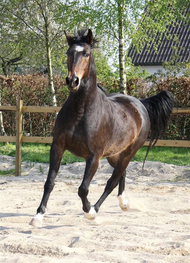 Anden særlig race Charlie  - 29/4-2009 - Billedet er taget af Mona fra Stald Dyrhøj billede 6