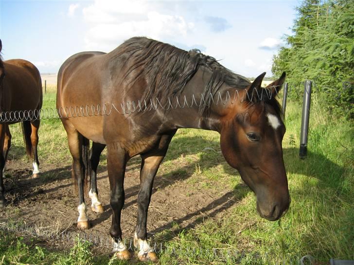 Anden særlig race Charlie  - Juli 2007 billede 7