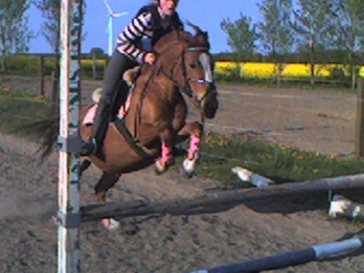 Anden særlig race Nakita (Solgt)  - vi springer<3<3<3 billede 2